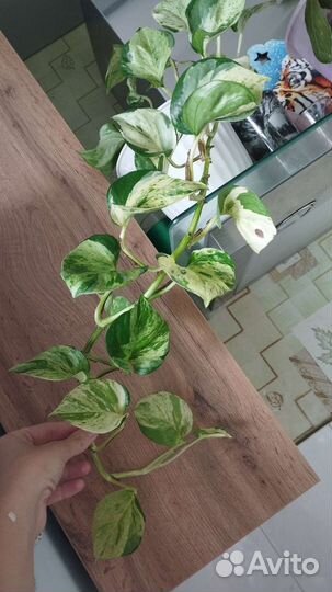 Эпипремнум комнатное растение