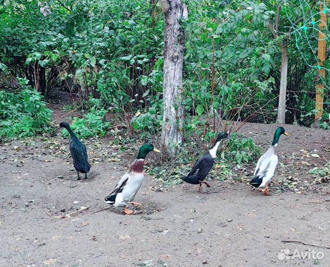 Индийский бегунок