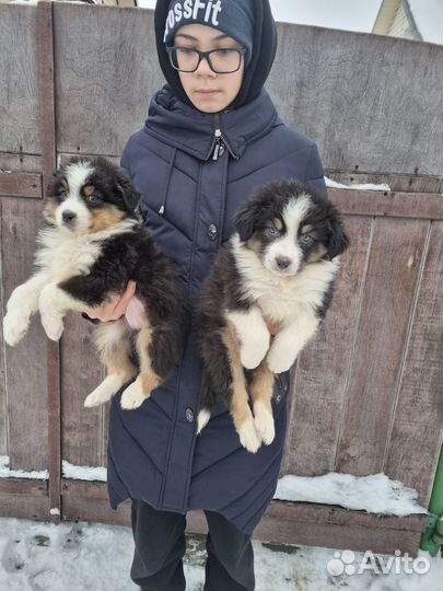 Аусси мальчики