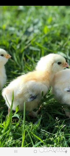 Инкубационное яйцо Фавероль, амераукана, кучинка