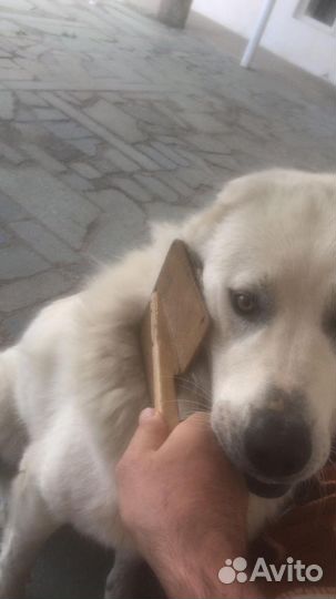 Вязка алабай