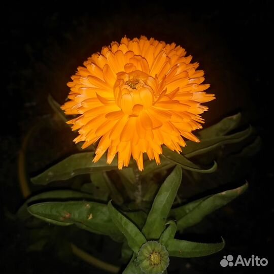 Семена цветов