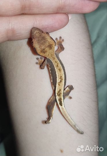 Бананоед малыш LillyWhite