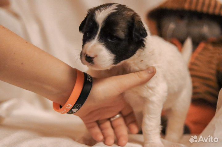 Щенки-панда в добрые руки