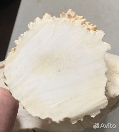 Кость для творчества