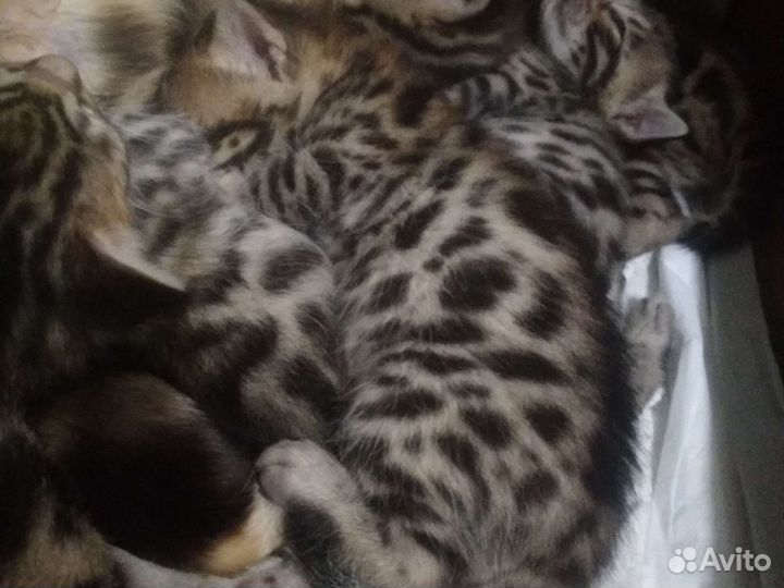 Бенгальские котята