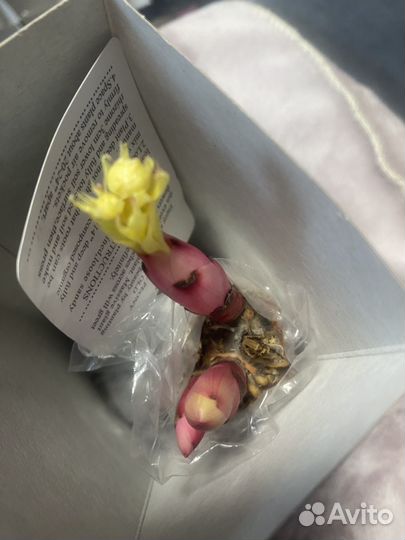 Пион Микс. Какой попадется неизвестно