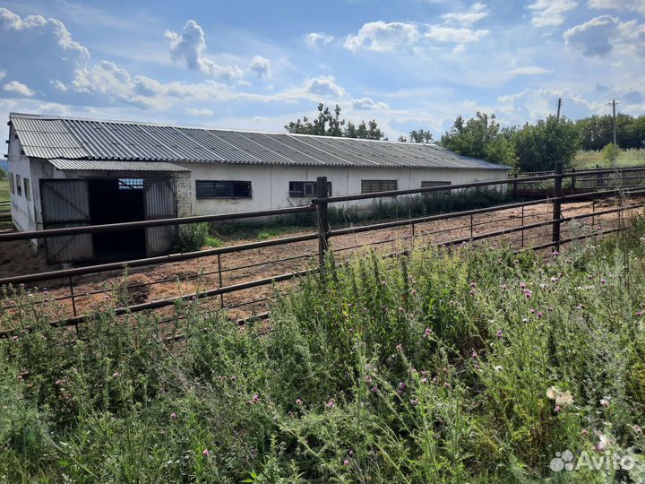 Производство кумыса