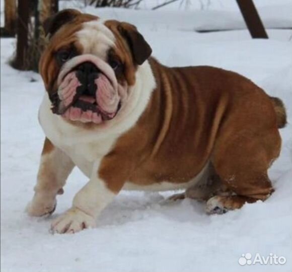 Английский бульдог вязка+щенки от него