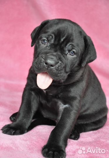 Щенок кане Корсо