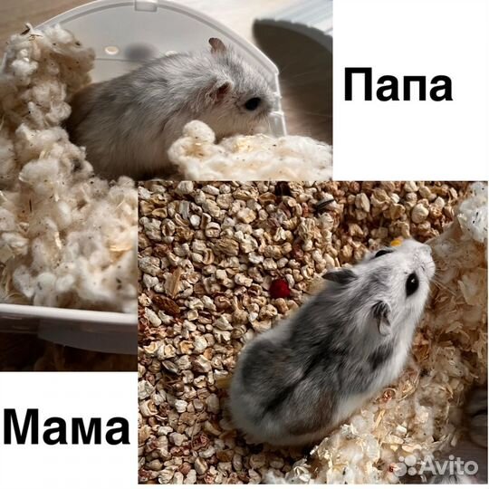 Джунгарский хомяк