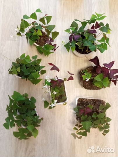 Кислица оксалис