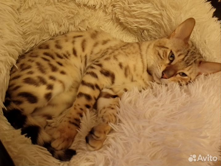 Бенгальский кот вязка