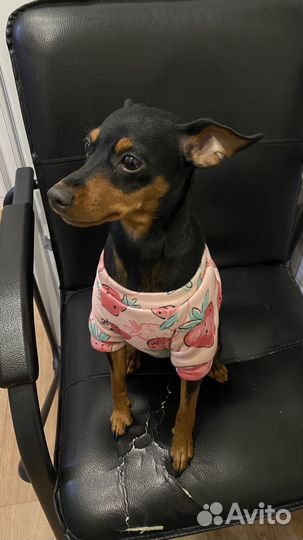 Цвергпинчер