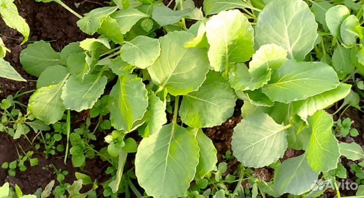 Рассада разная