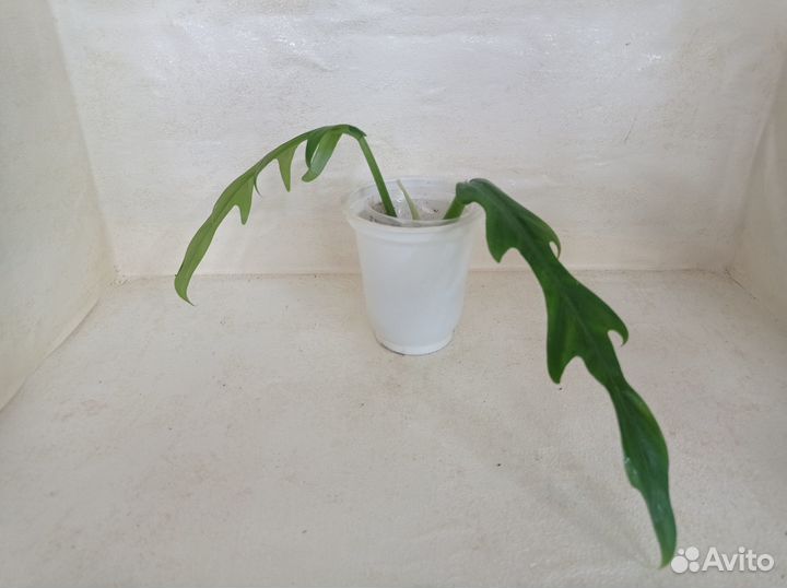 Комнатные растения (Ароидные)