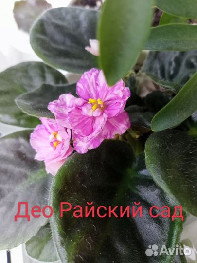 Листы на срез сортовых фиалок