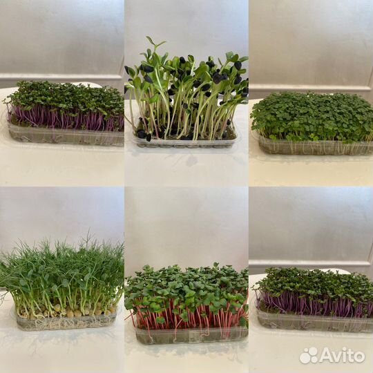 Микрозелень