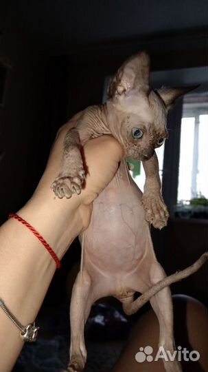 Котята сфинкс