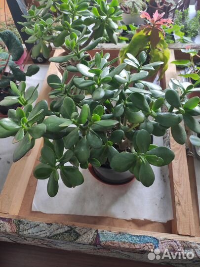 Денежное дерево