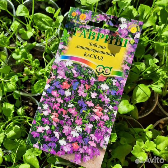 Лобелия рассада