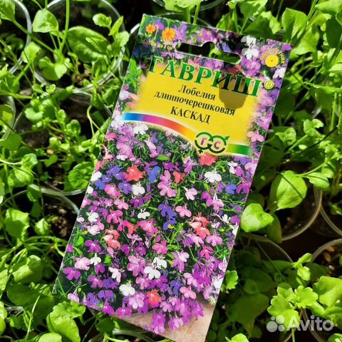 Лобелия рассада