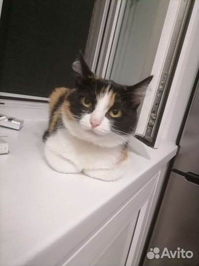 Кошечка в добрые руки