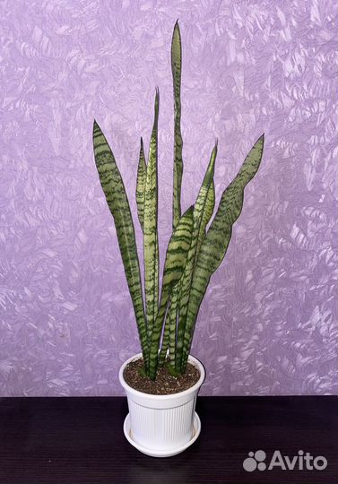 Сансевиерия