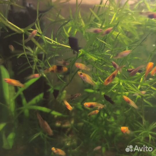 Моллинезия