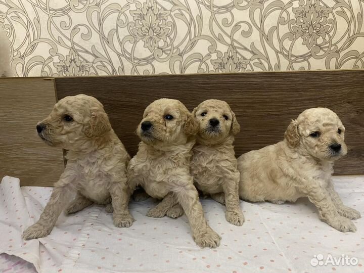 Продаются щенки