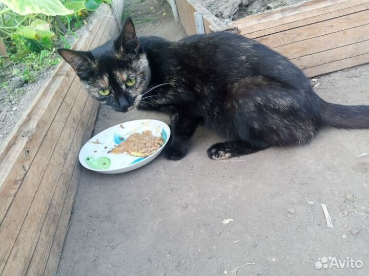 Подарим потеряшку