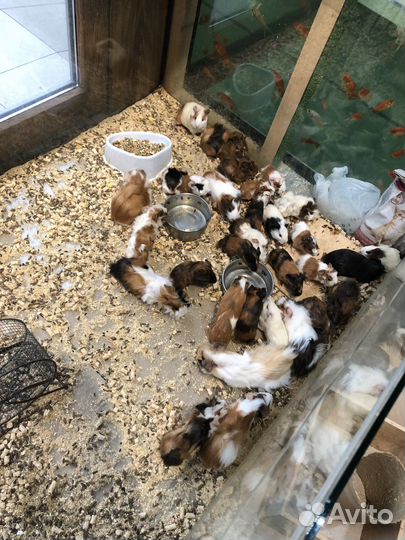 Морская свинка