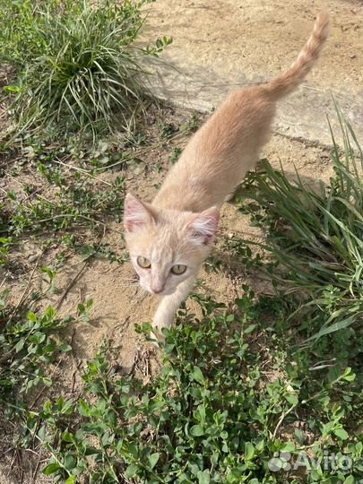 Хорошего котёнка в хорошие руки