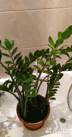 Замиокулькас