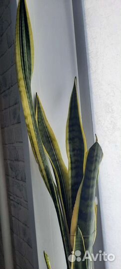 Сансевиерия лауренти