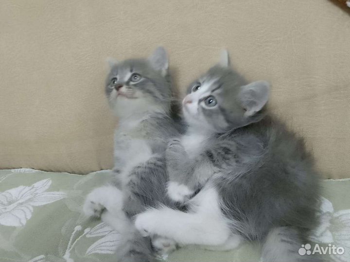 Кошка в дар бесплатно