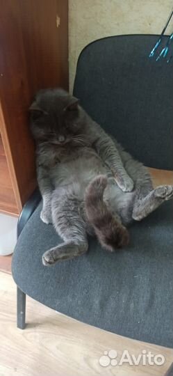Кот британец в добрые руки