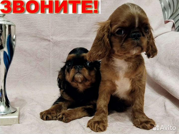Кинг чарльз спаниель щенки