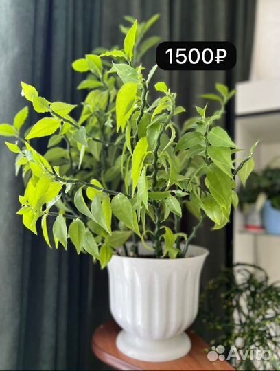 Комнатные растения цветы