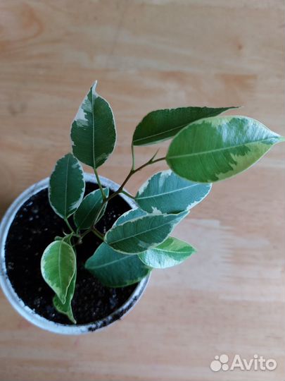 Фикусы разные