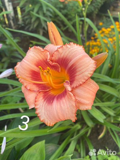 Лилейники сортовые