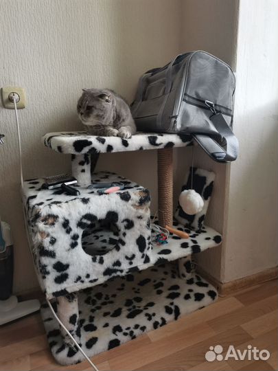 Вислоухая серая кошка