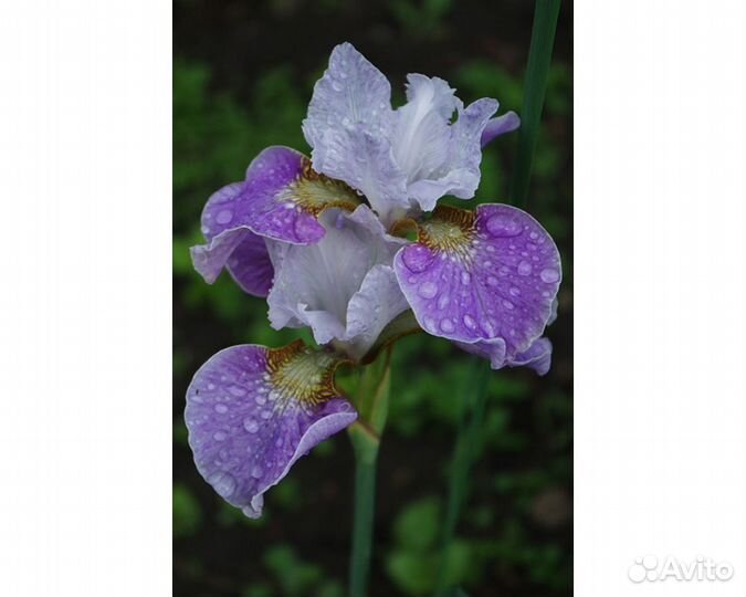 Ирис сибирский Dance Ballerina Dance
