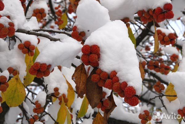 Продам саженцы Кудрании клубничное дерево