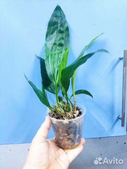 Орхидея - Бык. Stanhopea tigrina