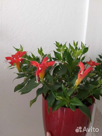 Эсхинантус, жар-птица