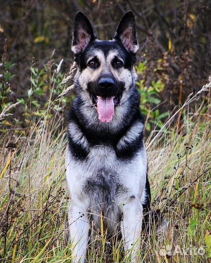 Кобель вео для вязки