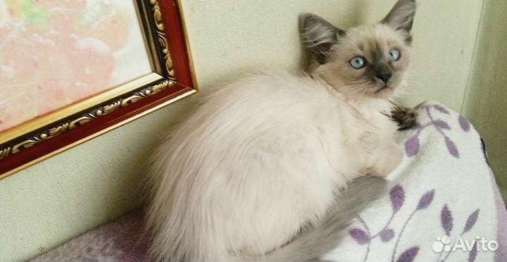 Сибирские котята