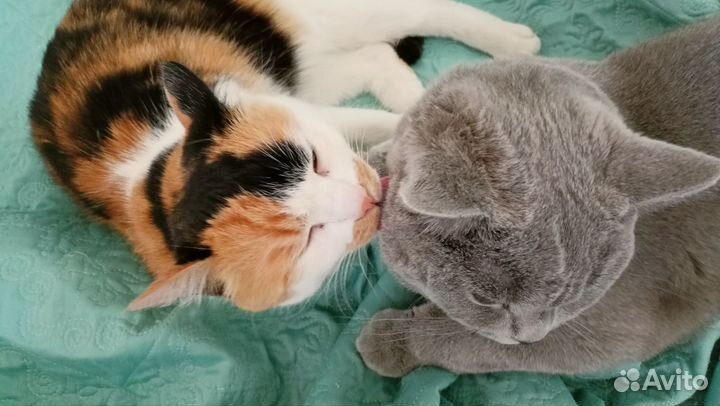 Отдам в добрые руки 2 котов
