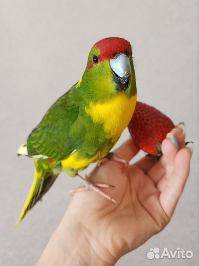 Попугай какарик птенцы